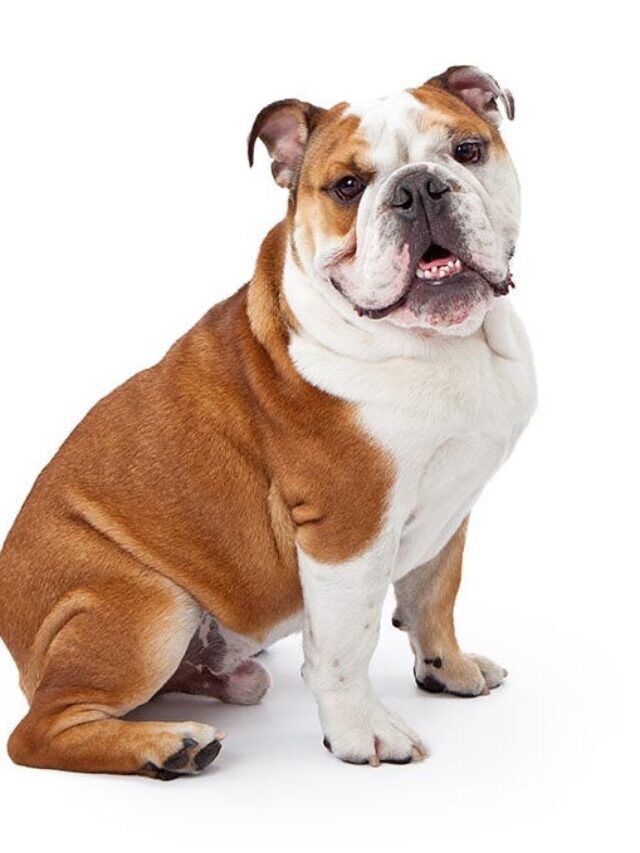 Top 9 most famous dog breeds in USA