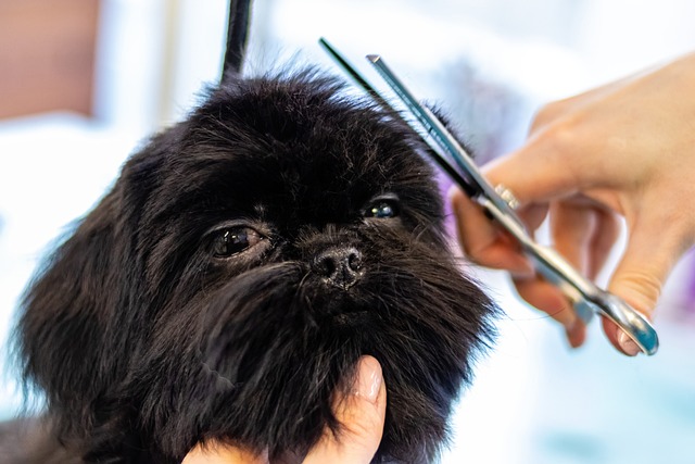 10 Dog Grooming Advice from a Professional Groomer for Pet Owners