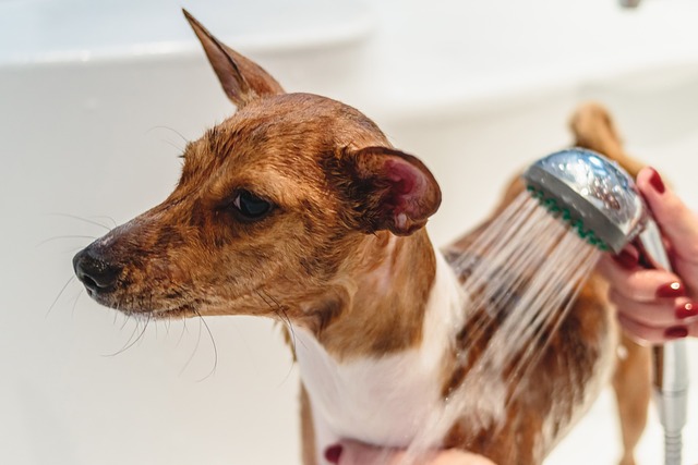 10 Dog Grooming Advice from a Professional Groomer for Pet Owners